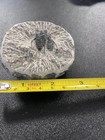 Trilobite Fossil In Stone Matrix Display Specimen Approx 8cm Collectable U2s4