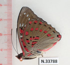 N33788  Unmounted Moth  Butterflies  Nymphalidae Sp  South Vietnam 