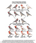 Varieties   Genetic Of The  Zebra Finch Genetics Internationa domestic Shipping 
