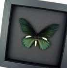 Real Framed Butterfly Battus Belus Metallic Green Insect Taxidermy Moonlight