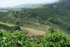 Legender Brazil Brasil Fresh Roasted Specialty Coffee Beans - Arabica Full Bean