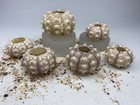 Sputnik Sea Urchin Shell Assortment 6 Shells For Craft And Decor Free Ship 