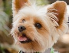 Pet Stone Memorial Grave Marker Plaque Human Headstone Yorkshire Terrier Dog Cat