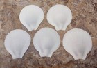 White Asia Moon Scallop Seashells  5 Shells Approx  2  Inches  White Sea Shells
