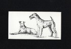 Airedale Terrier Duo - Matted   Framed   Ready To Gift - 1963 Vintage Dog Print