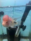 Golden Base Flowerhorn Big Konk  we Only Ship On Mondays  Live Fish