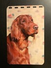 Cool Old Vintage   Irish Setter   Postcard  Made In Usa