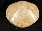 Big  Polished 150 Million Year Old  Sand Dollar Fossil Madagascar 189gr