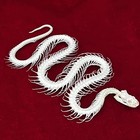 Real Snake Skeleton Specimen Taxidermy Bones Science Education Display