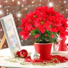 12 Pieces 7 Heads Christmas Artificial Poinsettia Flowers Faux Bush Bouquets    