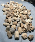 100 Dug Civil War Fired Bullets From Shiloh
