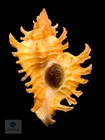 Chicoreus Rachelcarsonae Petuch  1987  30 2mm W o Tsc 0305