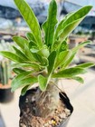 3pcs Raresucculent Plant Pachypodium Saundersii Own Root 10-15cm