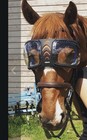 Evysor Equick Horse Clear Goggles