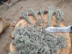 White Sage Smudge Sticks  4  - 5   Grwholesale Bulk Quantidy 50 White Sage Wands