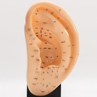 Human Ear Acupoint Model Traditional Chinese Medicine Teaching Equipment