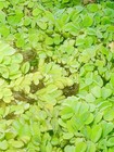 2 Salvinia Minima Live Floating Aquatic Plant Freshwater Aquarium   Pond Plants
