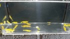 50  Off Sale      10   Neon Yellow Neocaridina Shrimp High Quality -  Pa Bred