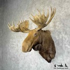  30781 N   Canadian Moose Taxidermy Shoulder Mount For Sale