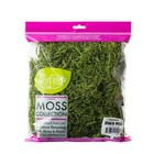 True Green Preserved Spanish Moss Garden Crafting Floral Supplies Pet Friendly