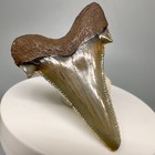 2 13  Sharply Serrated Fossil Sokolowi auriculatus Shark Tooth - Nc