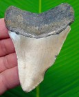 Megalodon Shark Tooth  Fossil - 3 55     Real Sharks Teeth