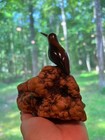 Hand Carved Wooden Hummingbird On Natural Burl Wood Base Unique Folk Art Sculp