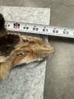 Red Fox Tanned Fur Pelt Skin Taxidermy - No Paws - No Bones - Stock   002