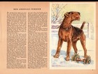 Vintage Airedale Terrier Print Robert Scholz Dog Wall Art Illustration 6551n