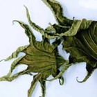 30g Dried Whole Castor Leaves Big Herbal Natural Organic Primium Quality Healthy