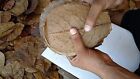 500pc Indian Almond Leaves  Dried Catappa  Size 5    For Aquarium  Fish   Shrimp