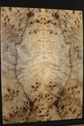 Poplar Burl Book Matched Guitar Top   Personal Stash  Stunning Set 