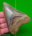Megalodon Shark Tooth  4 43    Real Fossil - Serrated Big Sharks Teeth - No Resto