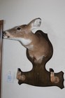 Whitetail Doe Deer Head Shoulder Mount Taxidermy Cape Shed Antler Mule Hat Rack