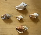 Fighting Conch Shells    strombus Alatus    Lot Of  5  Sanibel Island Florida Usa
