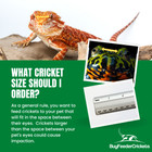 100  250  500  1000  Live Crickets  banded  - Guaranteed Live Delivery Over 25 F