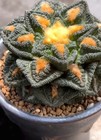 7cm Rare Live House Plant Ariocarpus Fis Hybird  godzilla  Wysiwyg Boutique