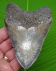 4 60      Megalodon Shark Tooth Real Fossil Sharks Teeth -  No Restoration