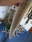 Rattlesnake Skin Diamond Back Rattle Snake Skin Dry Tanned Wrap Blanks 36 In  P3