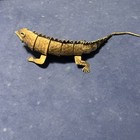 Plated Metal Lizard Figurine Collectible With Stamped Markings Reptile Sculpture
