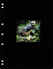  7 75 Scott Value - 2021 Guyana Harpy Eagles S s South America Cv Mnh Nh Umm