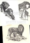   126 2  two  Otters  Wildlife  Art Print   Pen   Ink Drawing By Jan Jellins
