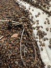1500 Premium Live Ladybugs  Now In Stock 