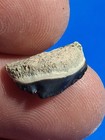 Rare Tiny Bone Valley   Chubutensis Button Megalodon    63