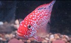 Super Red Texas Cichlid Full Fader   3-4 Inches  