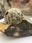 Sea Urchin Fossil 80 Million Years Old In Slate With Belemnite West Runton Uk     