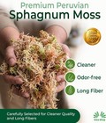 Peruvian Sphagnum Moss  1 Kg 2 2 Lb  3a Premium Long Fiber     just Arrived   