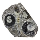 Orthoceras  Ammonites  Fossil  6 75   Plate  Display Specimen   r-6982