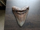 Megalodon Stone Shark Tooth Fossil 5  Huge Shark Teeth Meglodon   