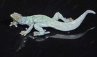 Gilt Bronze Liquid Glaze Salamander Figurine Green With Gold Highlights